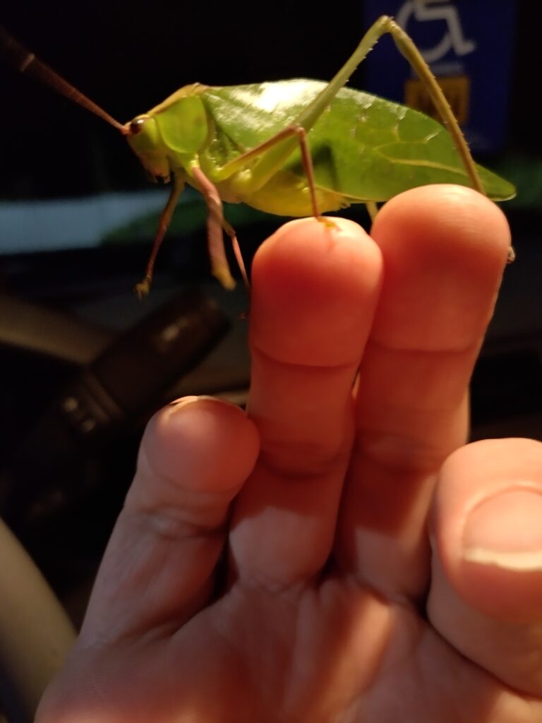 A person holding up their fingers with a bug on top of it.